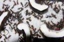 Formica sanguinea Nest