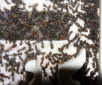 Formica sanguinea Nest