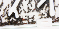 Formica sanguinea Nest