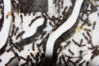 Formica sanguinea Nest