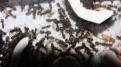 Formica sanguinea Nest