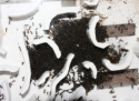Formica sanguinea Nest