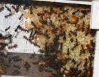 Formica sanguinea Puppen