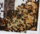 Formica sanguinea Puppen