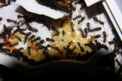 Formica sanguinea Puppen im Formica fusca Nest