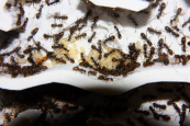 Formica sanguinea Puppen im Formica fusca Nest