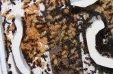 Formica sanguinea  Nest