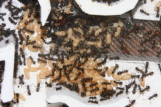 Formica sanguinea  Nest