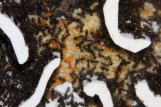 Formica sanguinea  Nest