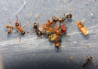 Formica sanguinea mit Formica fusca