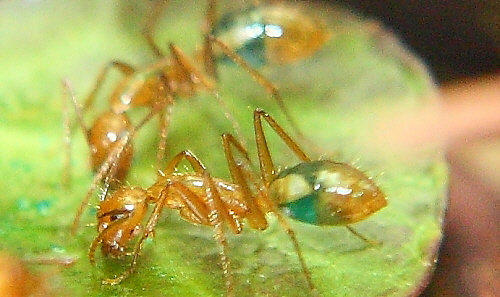 Ameisenfütterung