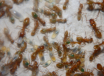 Futterverteilung im Ameisenvolk