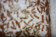Futterverteilung im Ameisenvolk