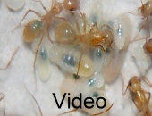 Video Futterverteilung bei Ameisen