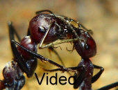 Video Trophallaxis unter Ameisen
