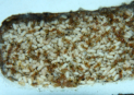 Lasius flavus