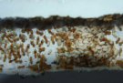 Lasius flavus