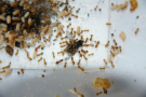 Lasius flavus