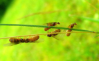 Lasius flavus schwärmen