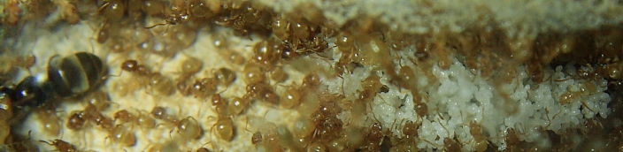 Lasius flavus