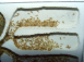 Lasius flavus