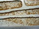 Lasius flavus