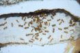 Lasius flavus