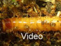 Lasius flavus Video