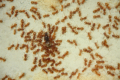 Lasius flavus Königin