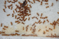 Lasius flavus Königin