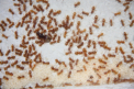 Lasius flavus Königin