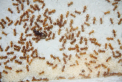Lasius flavus Königin