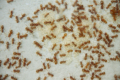 Lasius flavus