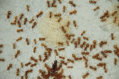 Lasius flavus
