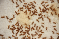 Lasius flavus