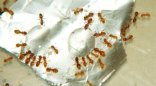 Lasius flavus