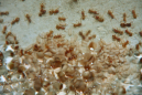 Lasius flavus