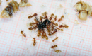 Lasius flavus