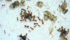 Lasius flavus