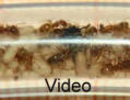 Lasius flavus Video Leben im Schlauch