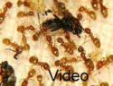 Lasius flavus Video