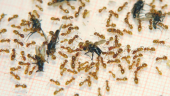Lasius flavus