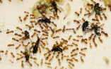Lasius flavus