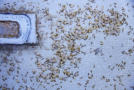 Lasius flavus