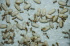 Lasius flavus