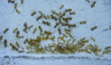 Lasius flavus