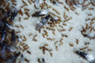 Lasius flavus