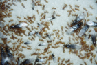 Lasius flavus