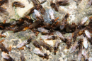 Lasius flafus schwärmen