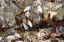 Lasius flafus schwärmen